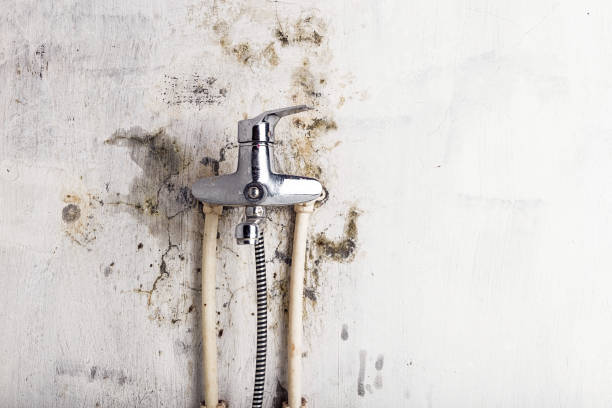 Best Mold Testing and Inspection Services in Feasterville, PA