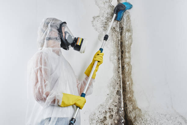 Best Attic Mold Remediation in Feasterville, PA