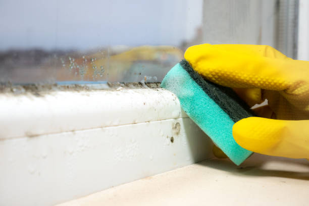 Best Insurance-Related Mold Remediation in Feasterville, PA